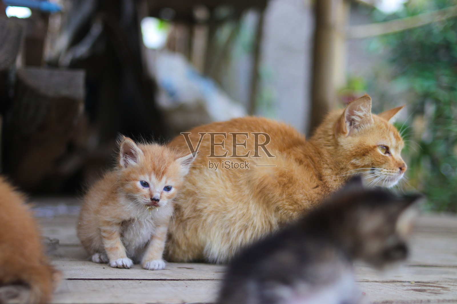 黄色小猫和离焦的黑色小猫在后院的前景照片摄影图片