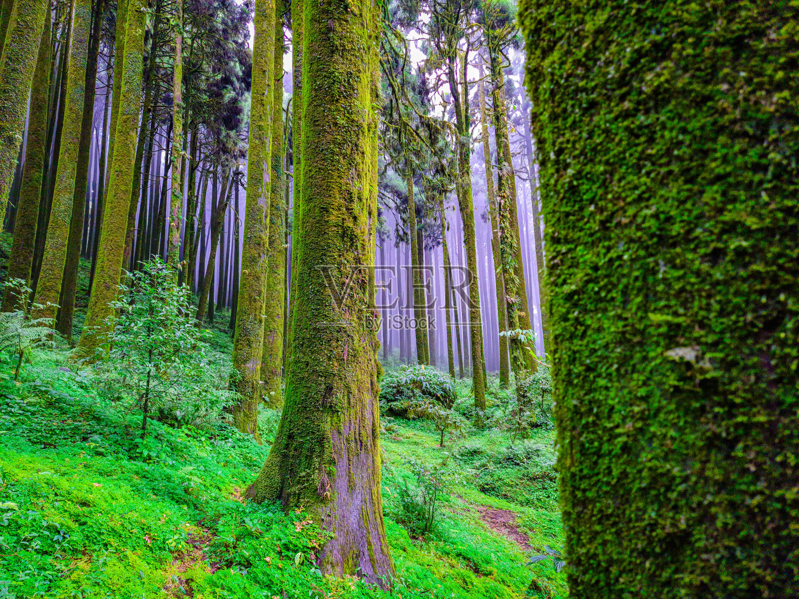 松林与白色消除雾背景在早晨从不同的角度照片摄影图片
