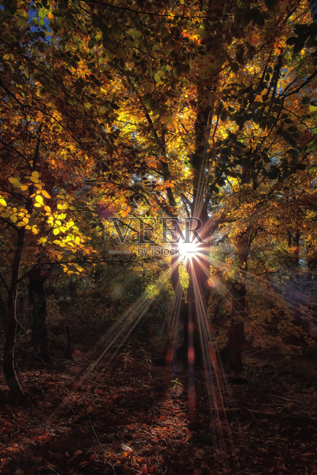 秋天照片摄影图片