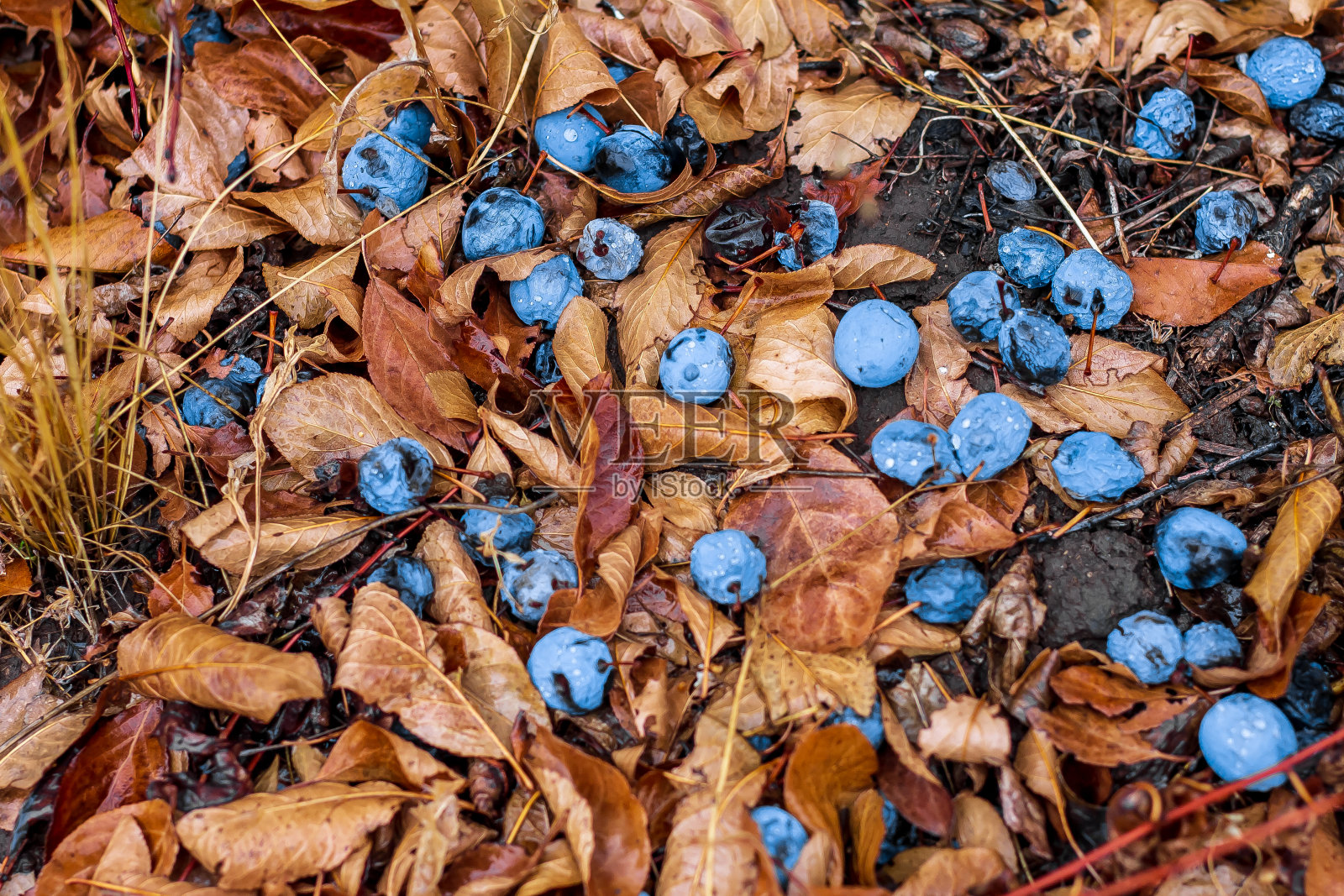 野生李子照片摄影图片