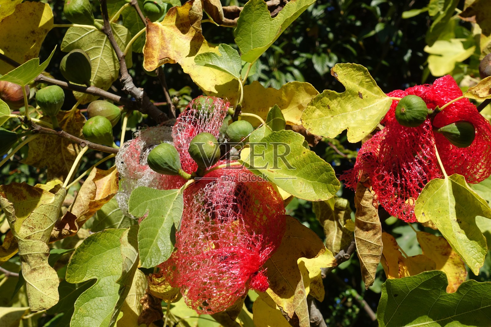 无花果树秋天成熟的果实被网保护着照片摄影图片