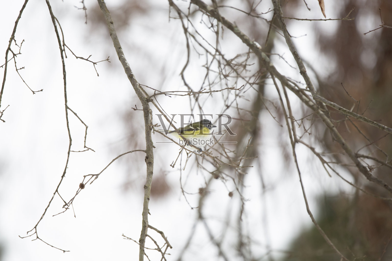Blue-Headed绿鹃照片摄影图片