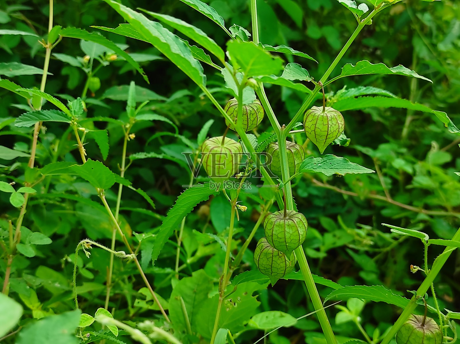 拉斯巴蒂药用植物的特写镜头照片摄影图片