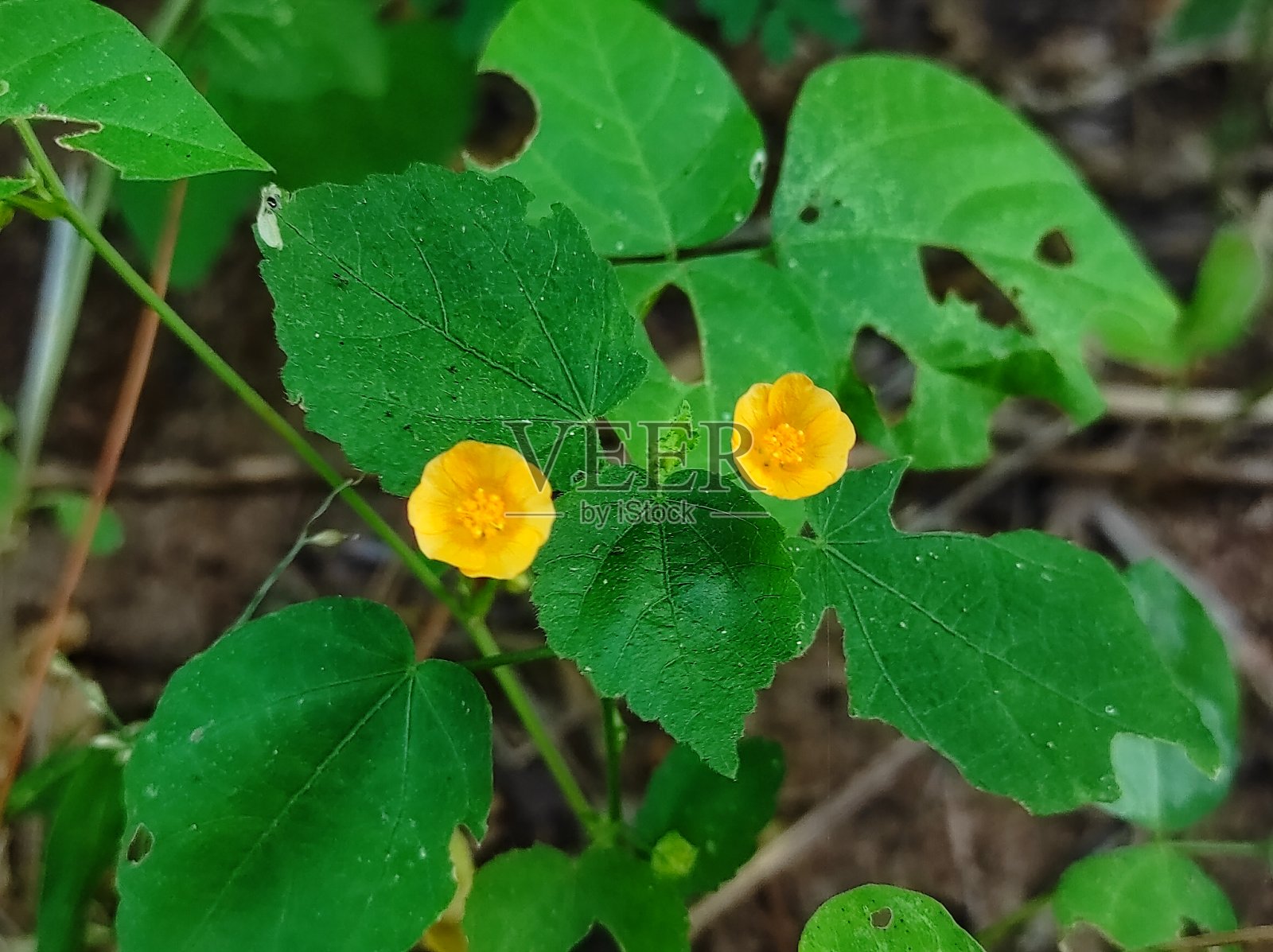 Khareti药花植物的特写镜头照片摄影图片