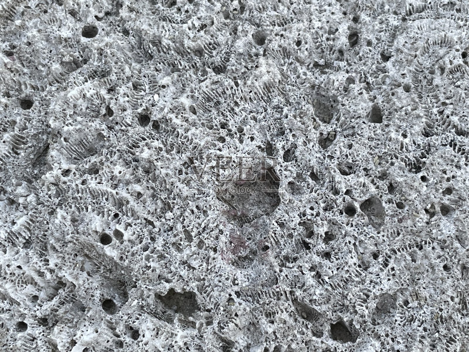 化石2照片摄影图片