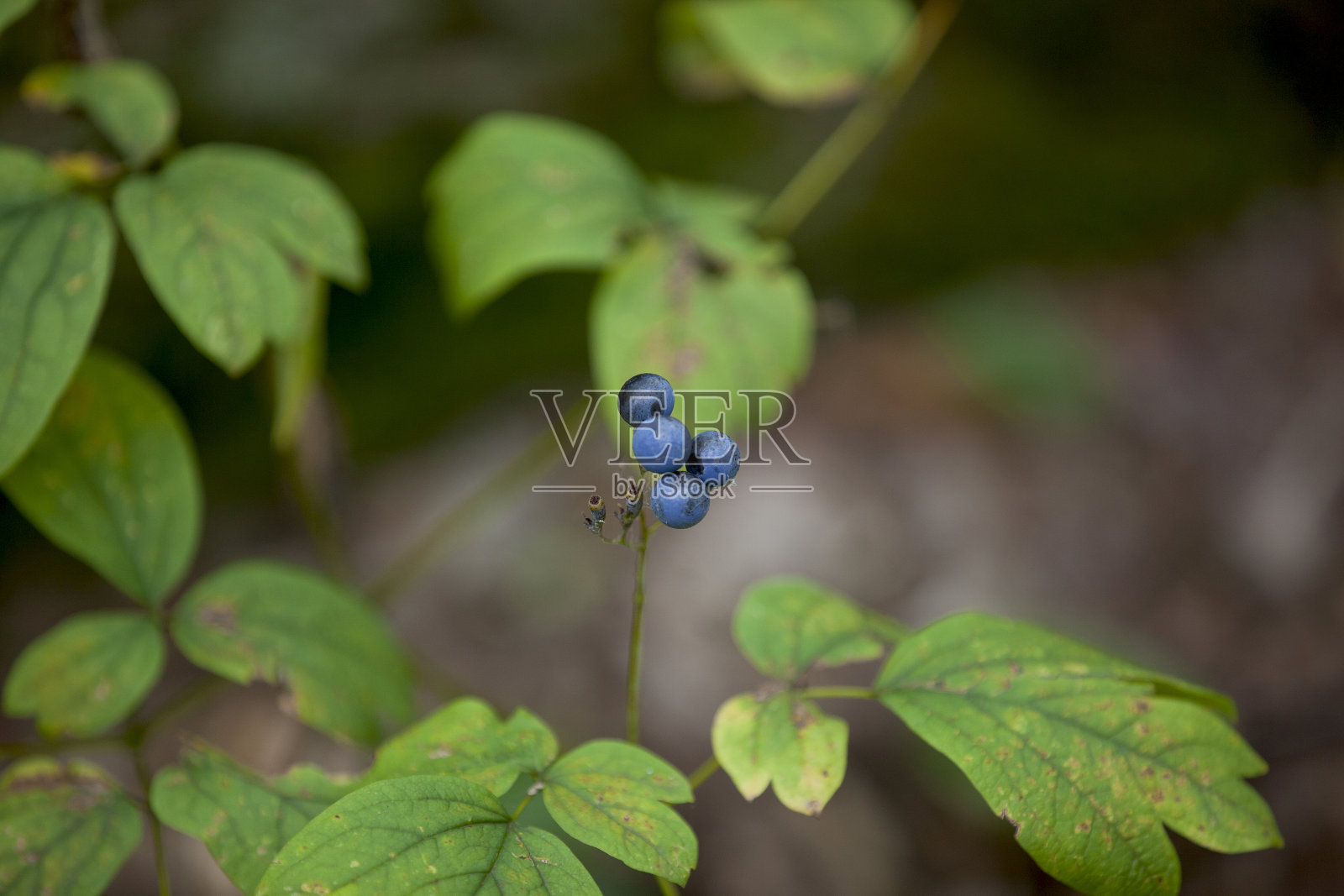 安大略省一条徒步旅行小径旁生长的蓝莓。照片摄影图片