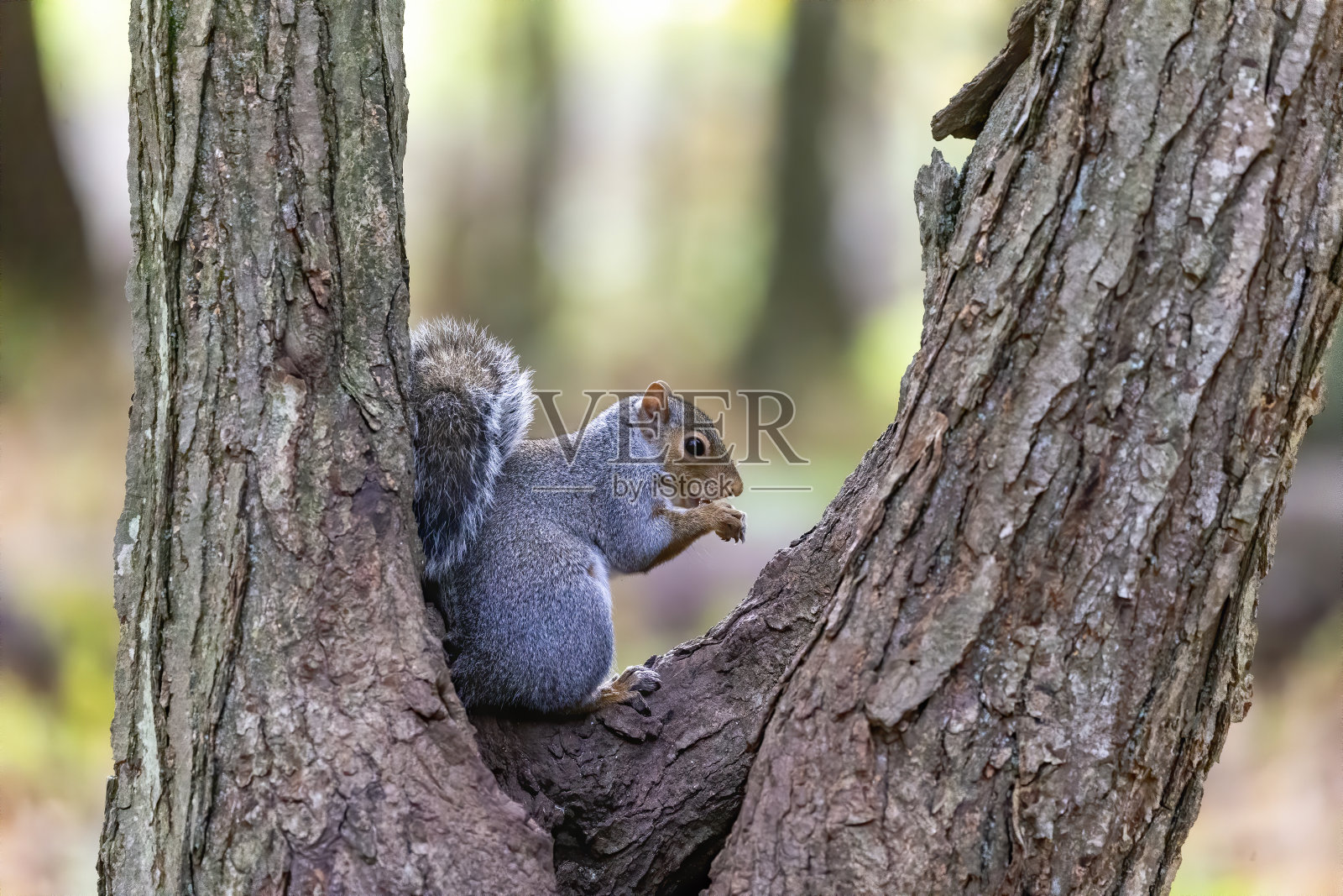 秋天森林里的东部灰松鼠照片摄影图片
