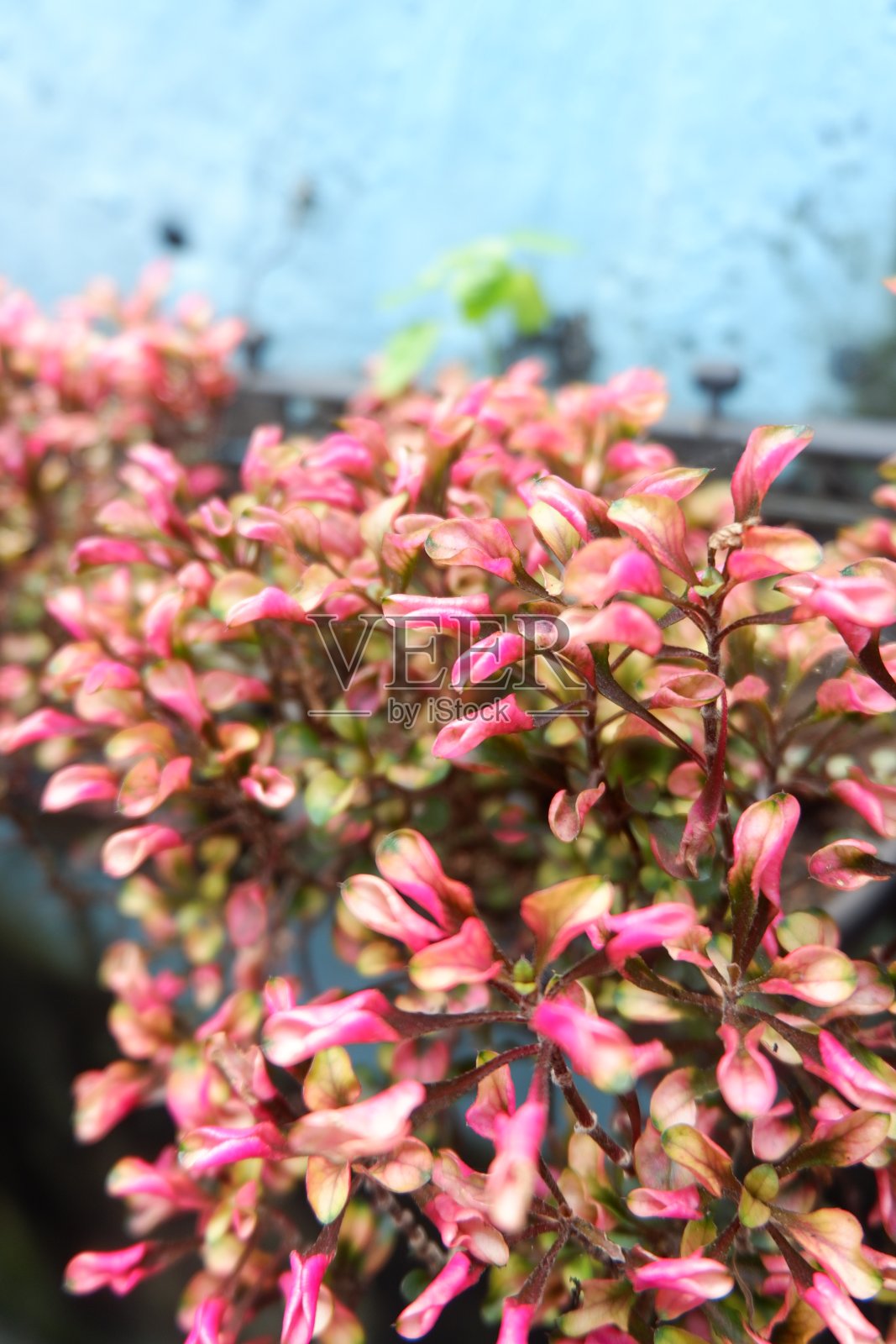 叶子照片摄影图片