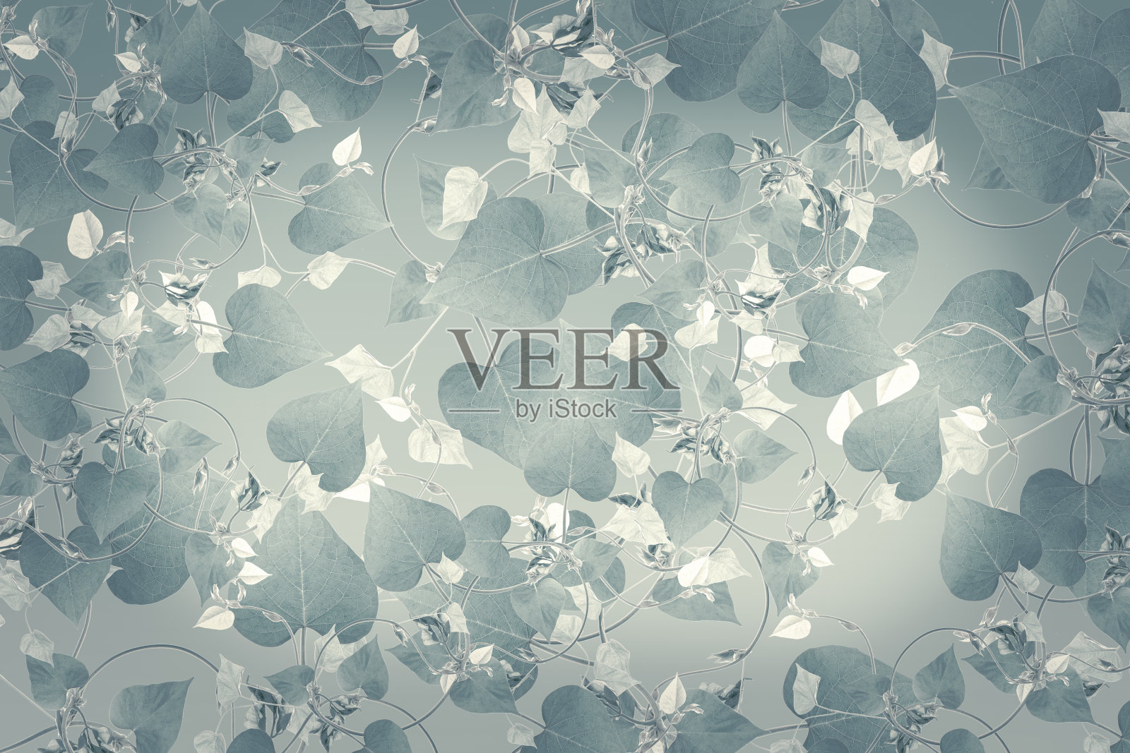 热带绿叶背景广告横幅与复制空间。照片摄影图片