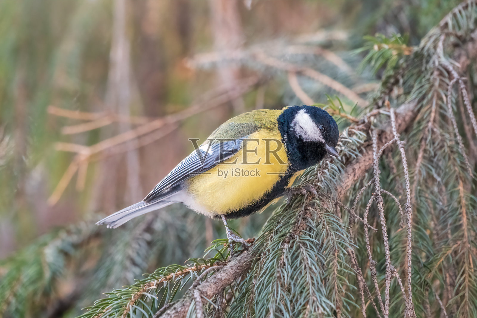 可爱的小鸟大山雀、鸣鸟坐在冷杉树枝上照片摄影图片