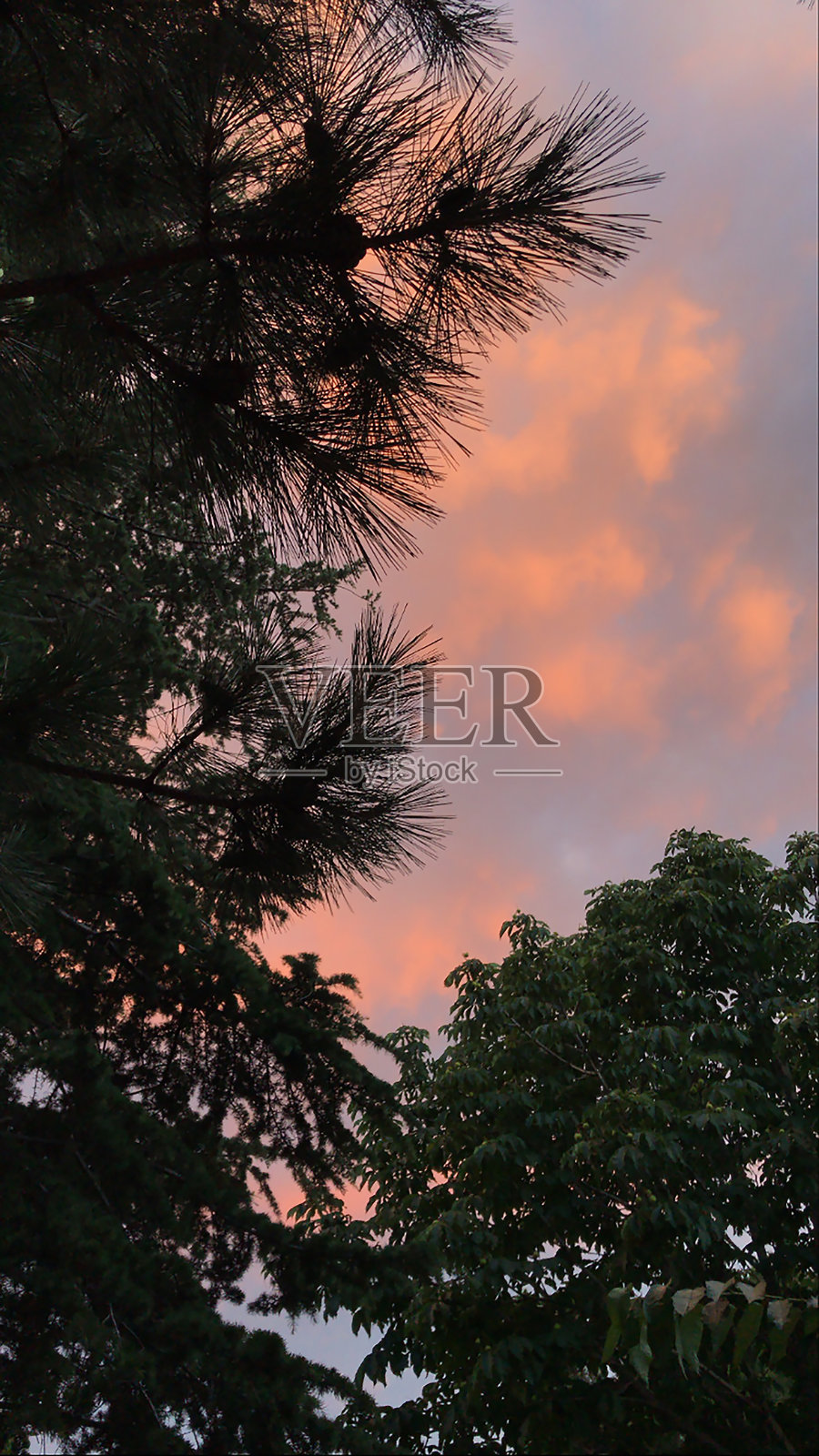 松树和乔木照片摄影图片