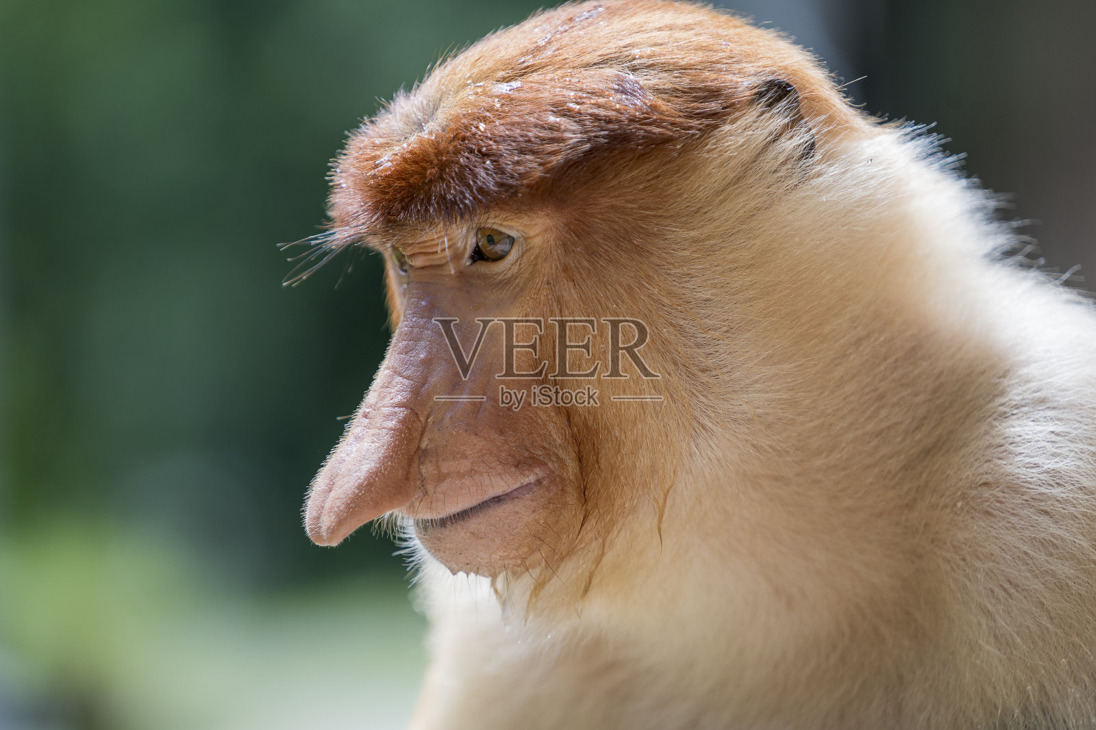 在马来西亚婆罗洲岛的热带雨林中，野生长鼻猴或幼鼻猴的家族正在靠近照片摄影图片