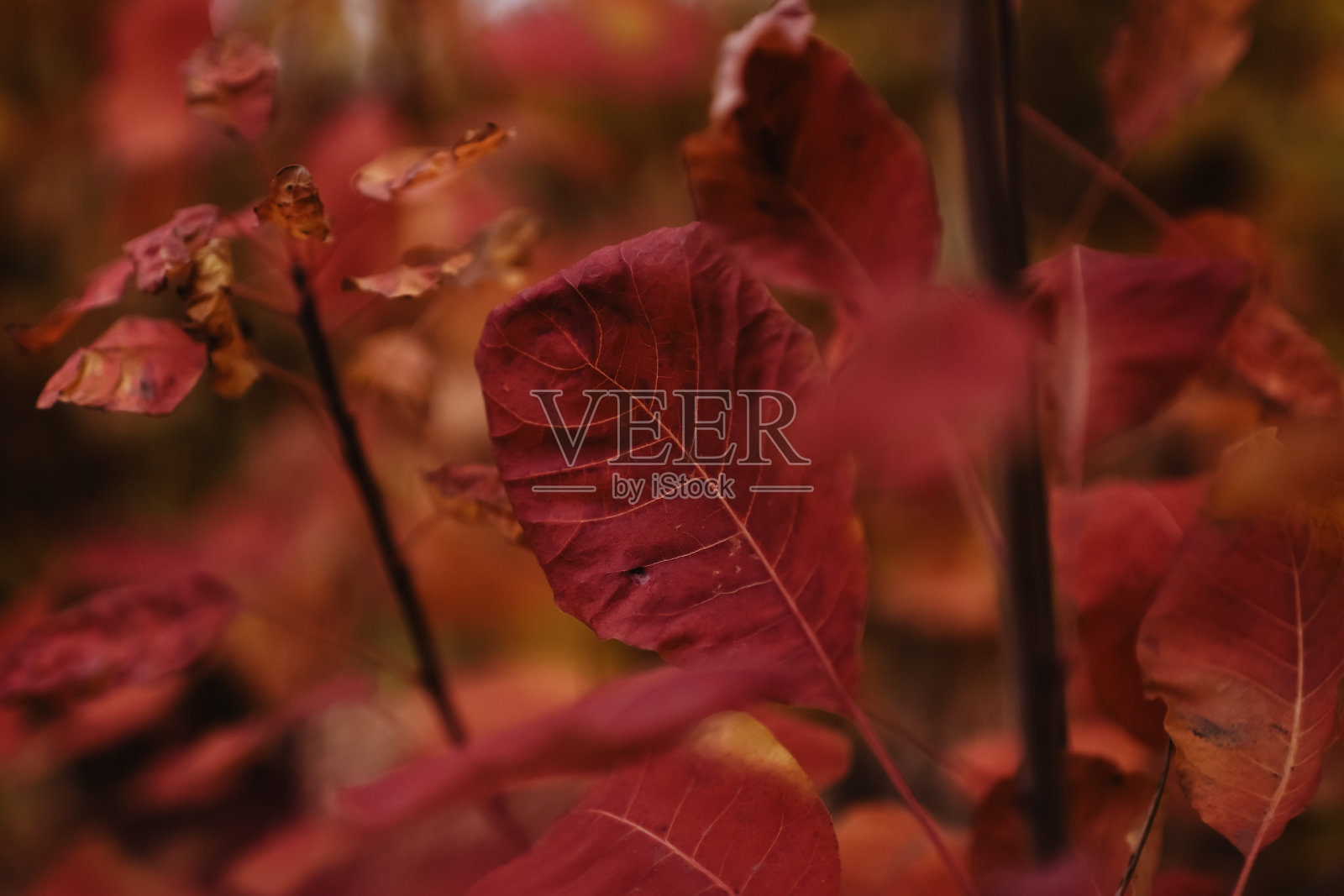 红色的秋叶在大自然中照片摄影图片