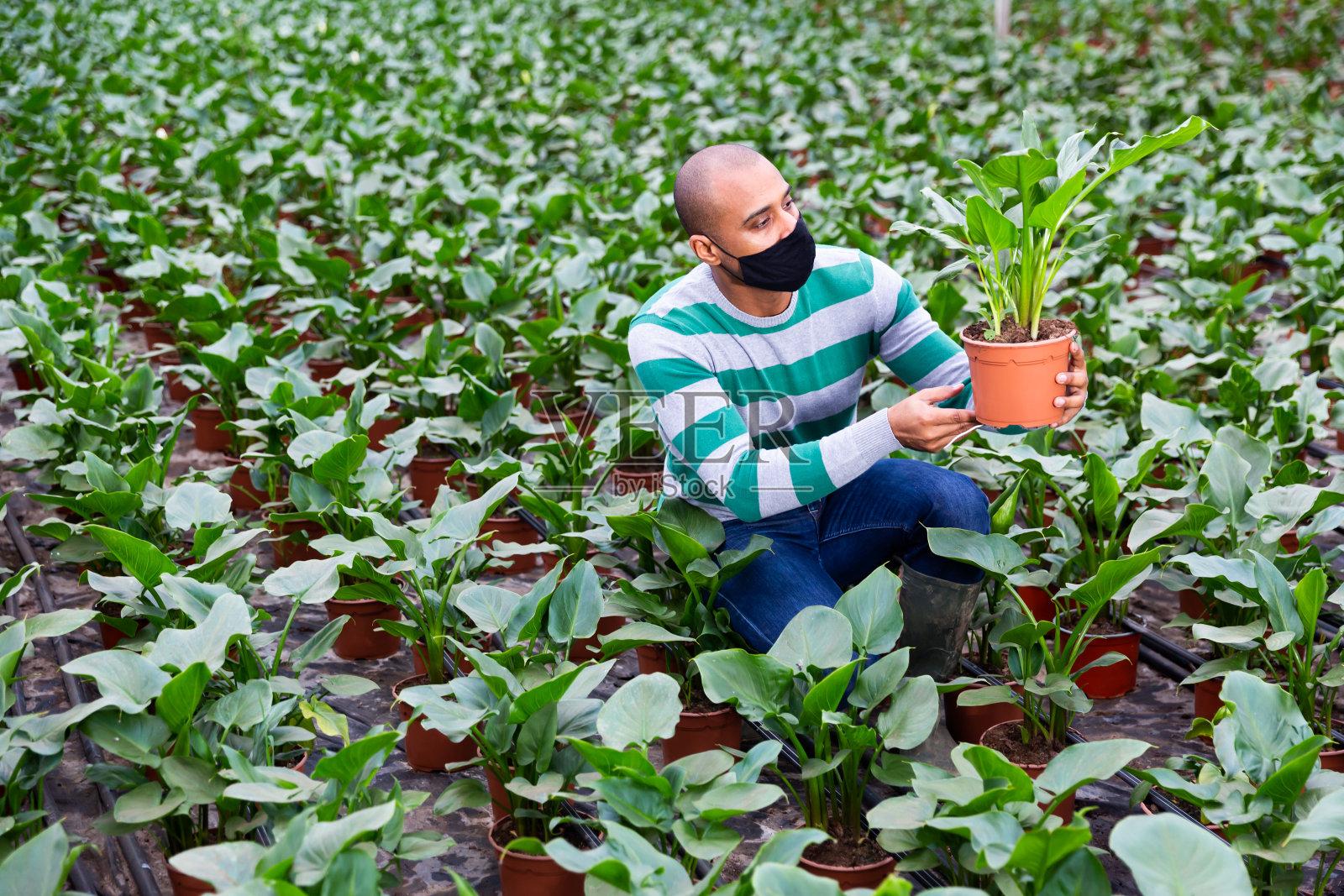 戴着口罩的农民在照顾室内植物花叶菊照片摄影图片