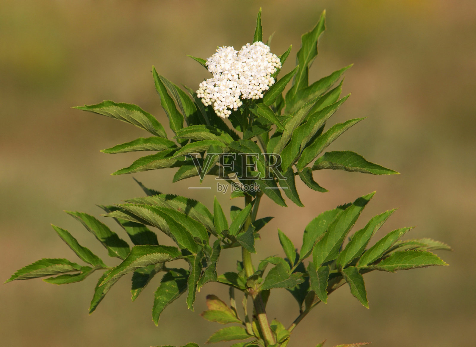 盛开的接骨木花，Sambucus nigra照片摄影图片