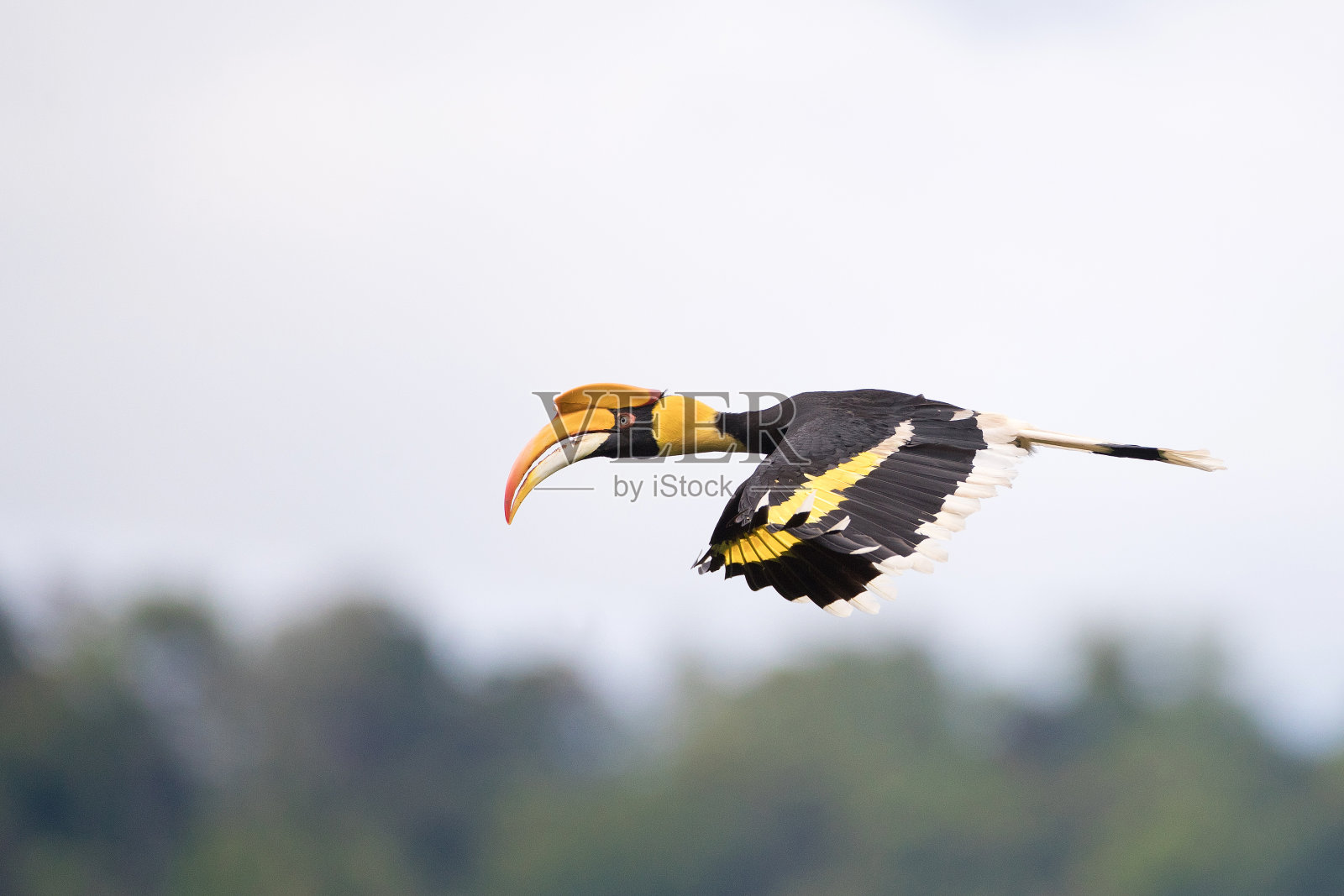 犀鸟:成年雌性大犀鸟，也被称为凹壳犀鸟，大印第安犀鸟或大花斑犀鸟(bicornis)。照片摄影图片