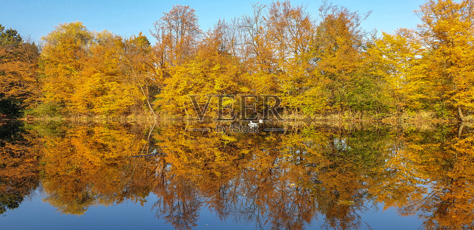 秋天的城市公园湖里的天鹅照片摄影图片