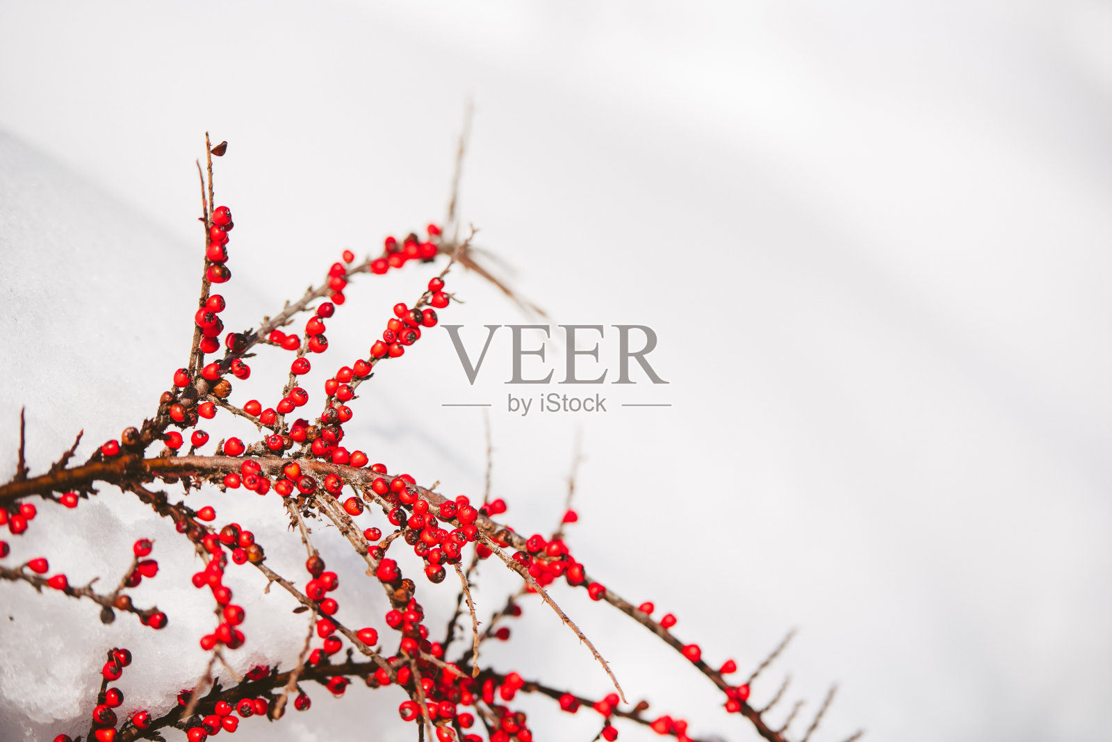 美洲冬青照片摄影图片