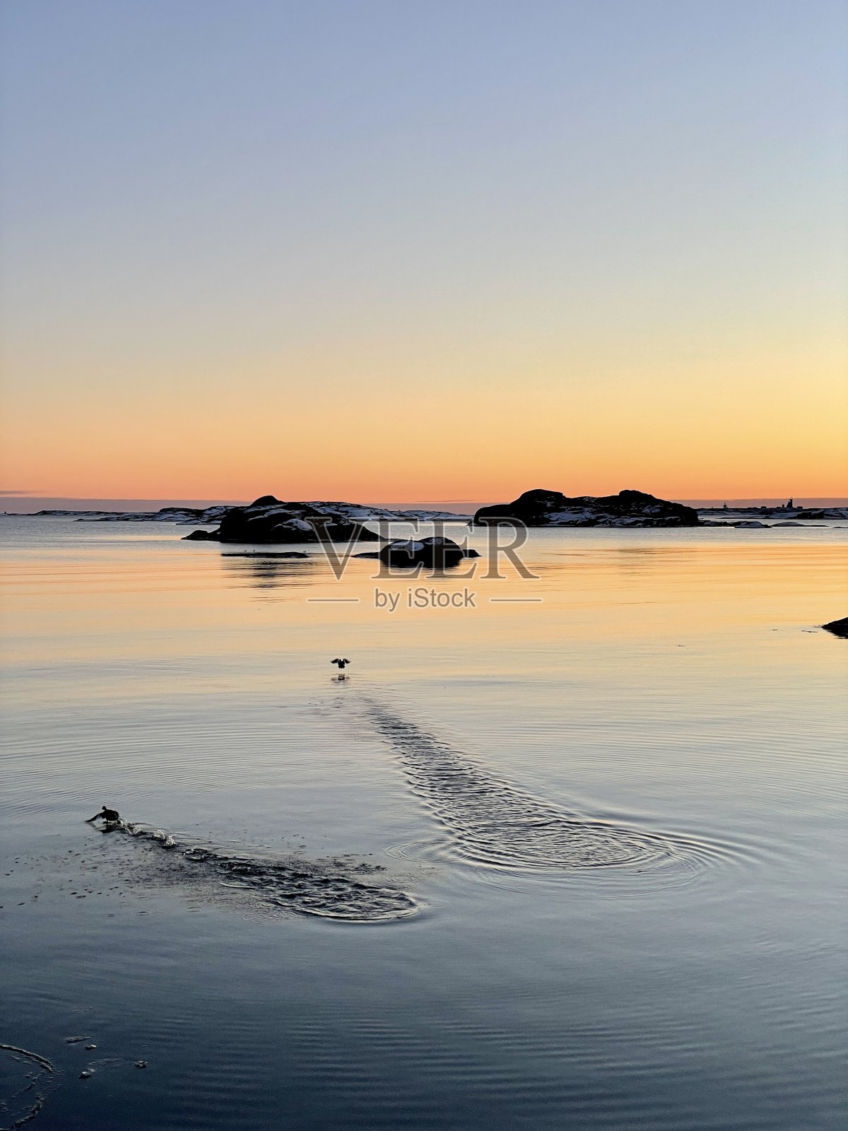鸟儿在夕阳中飞翔照片摄影图片