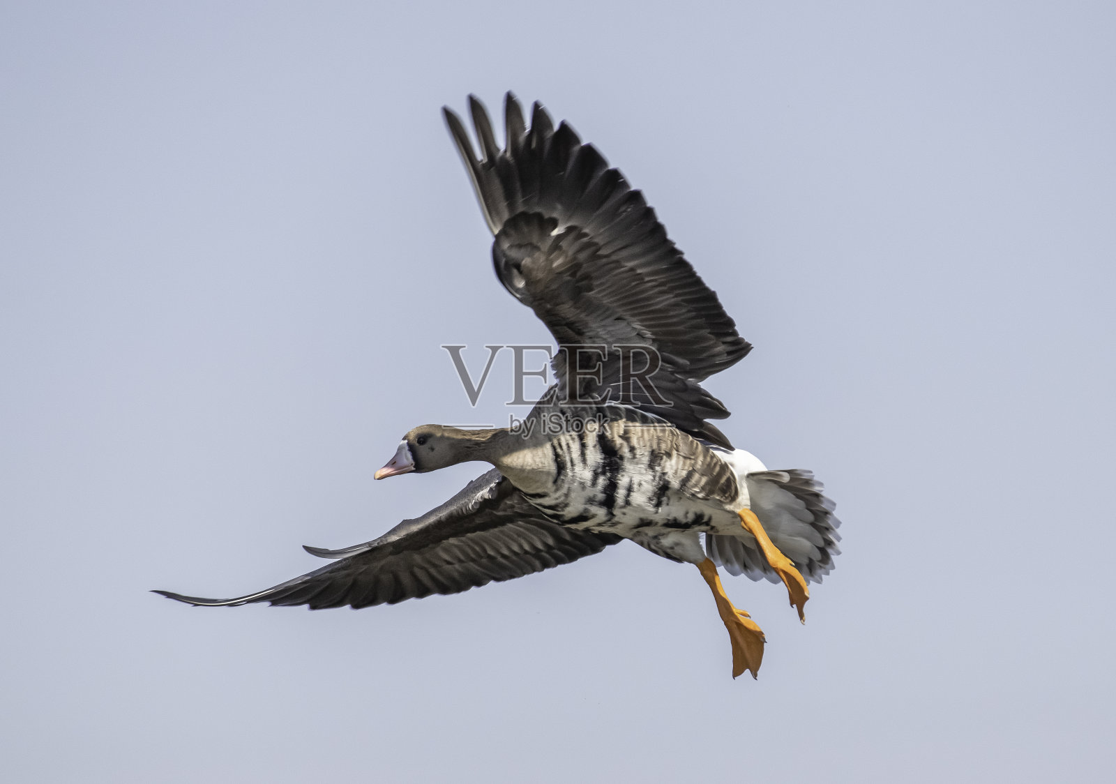 鹅飞完美照片摄影图片