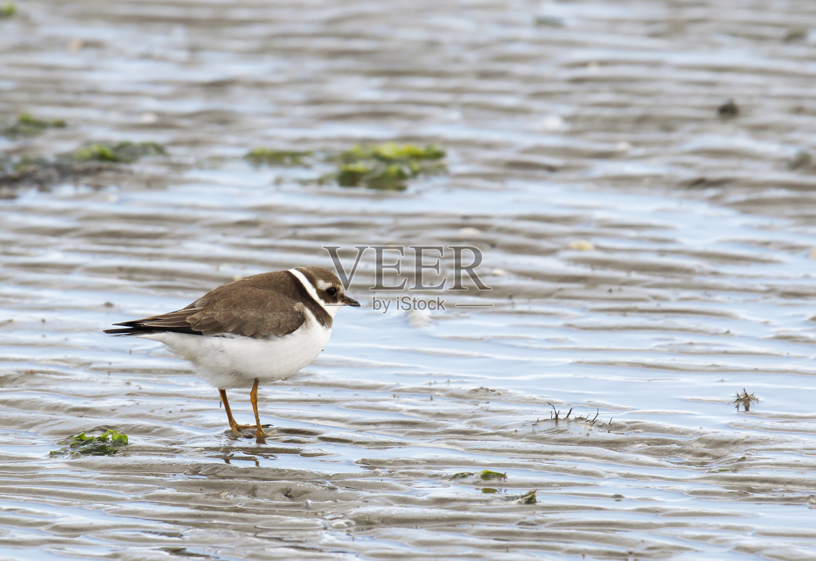 冬羽环颈鸻照片摄影图片