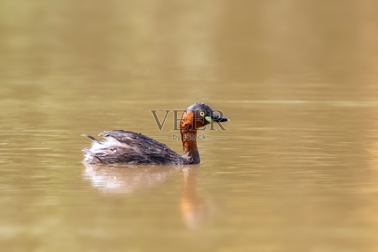 在自然背景的沼泽中，小鸊鸱(Tachybaptus ruficollis)的图像。鸟。动物。照片摄影图片