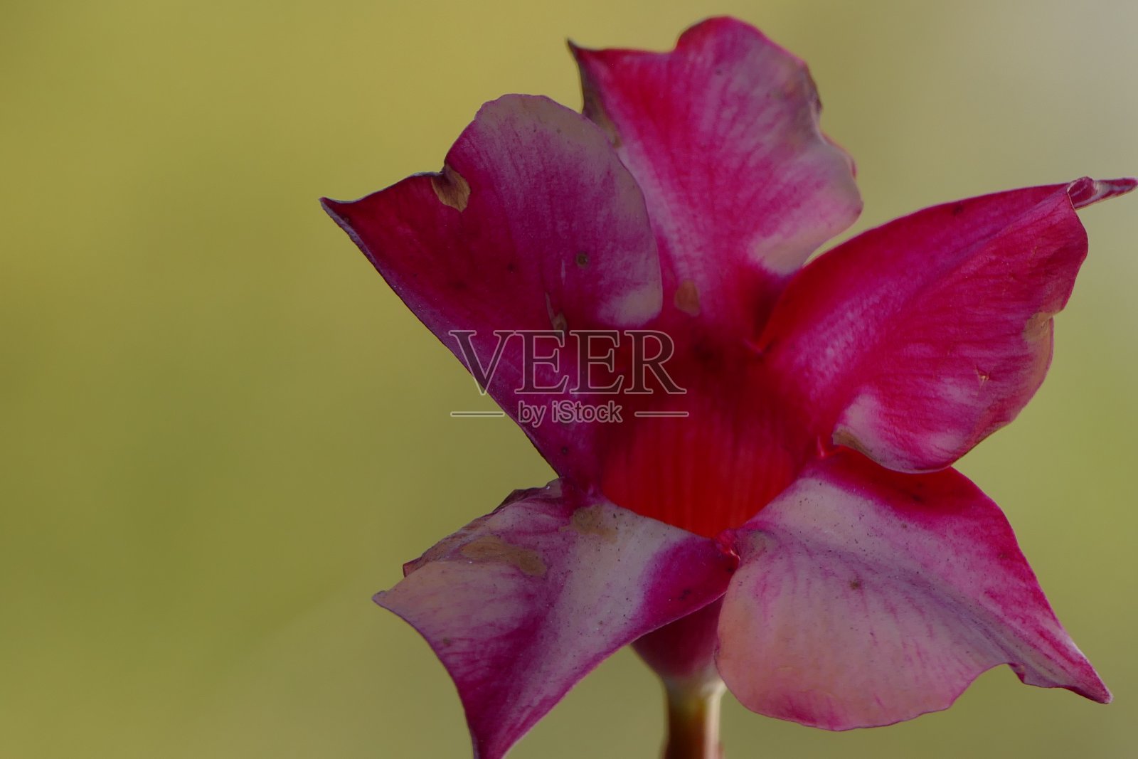 花照片摄影图片