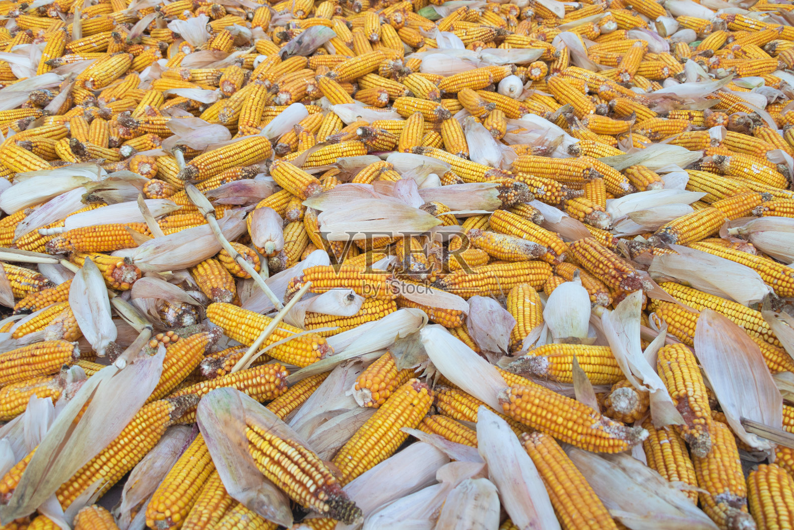 大量刚从地里收获的玉米，用作动物饲料照片摄影图片