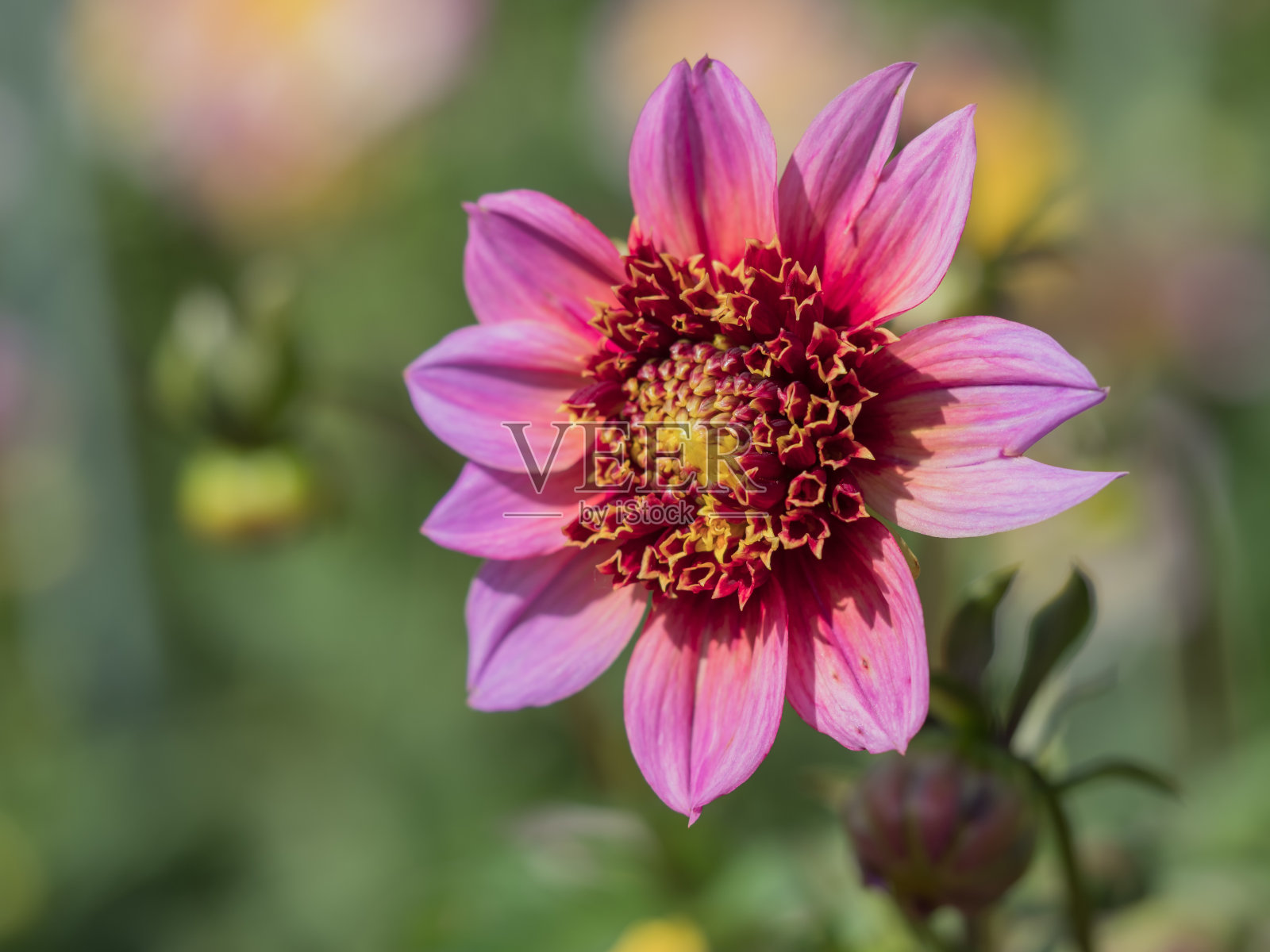 阳光下粉红菊花的特写照片摄影图片