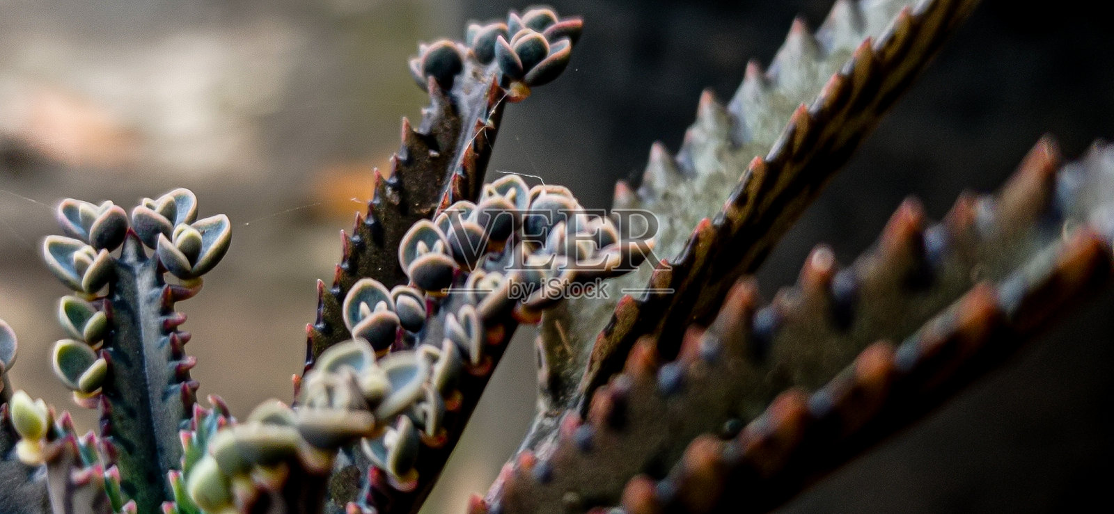 高凉菜属多汁照片摄影图片