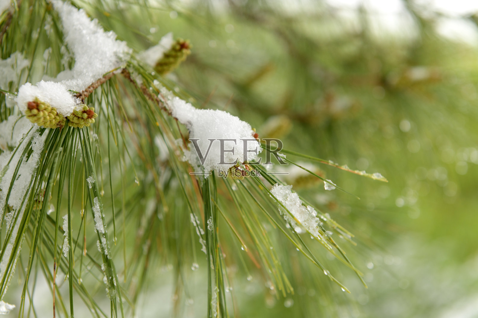 18、圣诞常青松树伴着新鲜的雪花，依偎在一起照片摄影图片