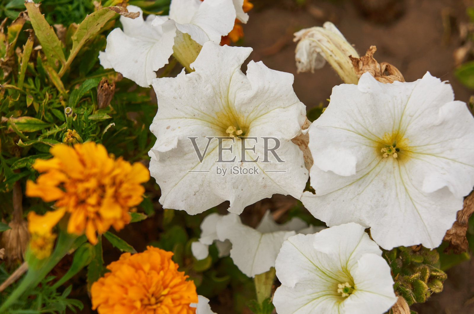 白色矮牵牛花在花园的顶部照片摄影图片