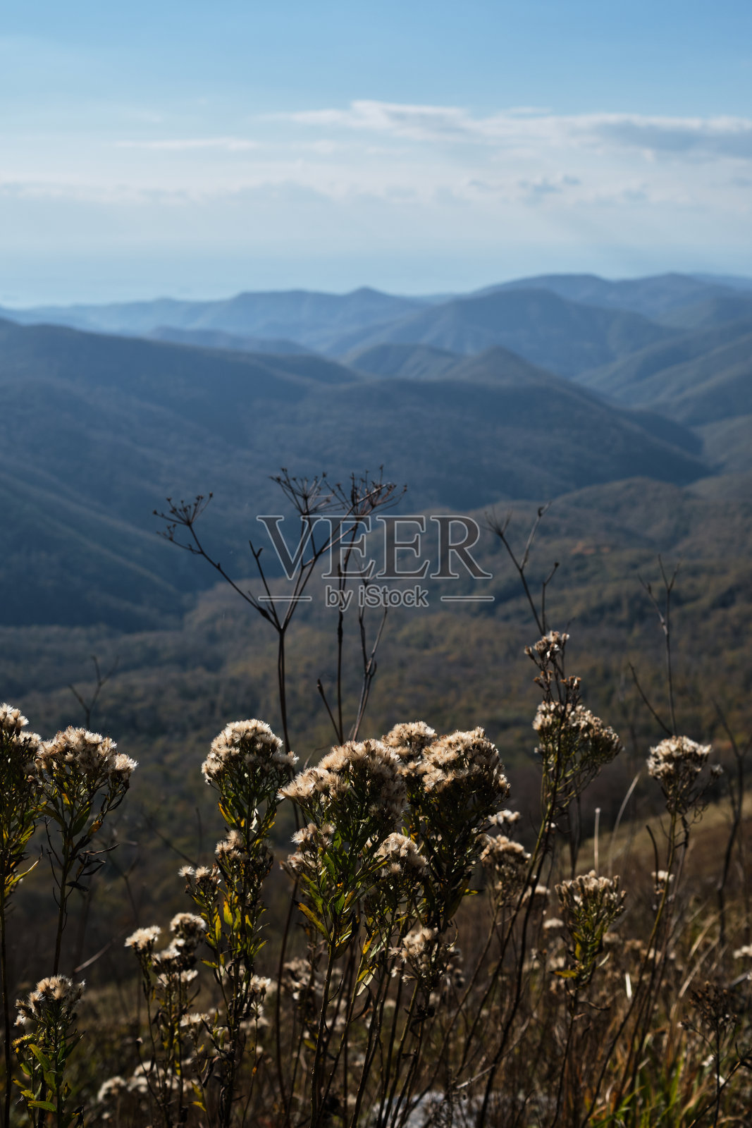前景中的野生植物和花卉和远处的山脉的焦点。简约自然的屏幕保护程序。秋天的森林在它所有的辉煌，简直是华丽。照片摄影图片