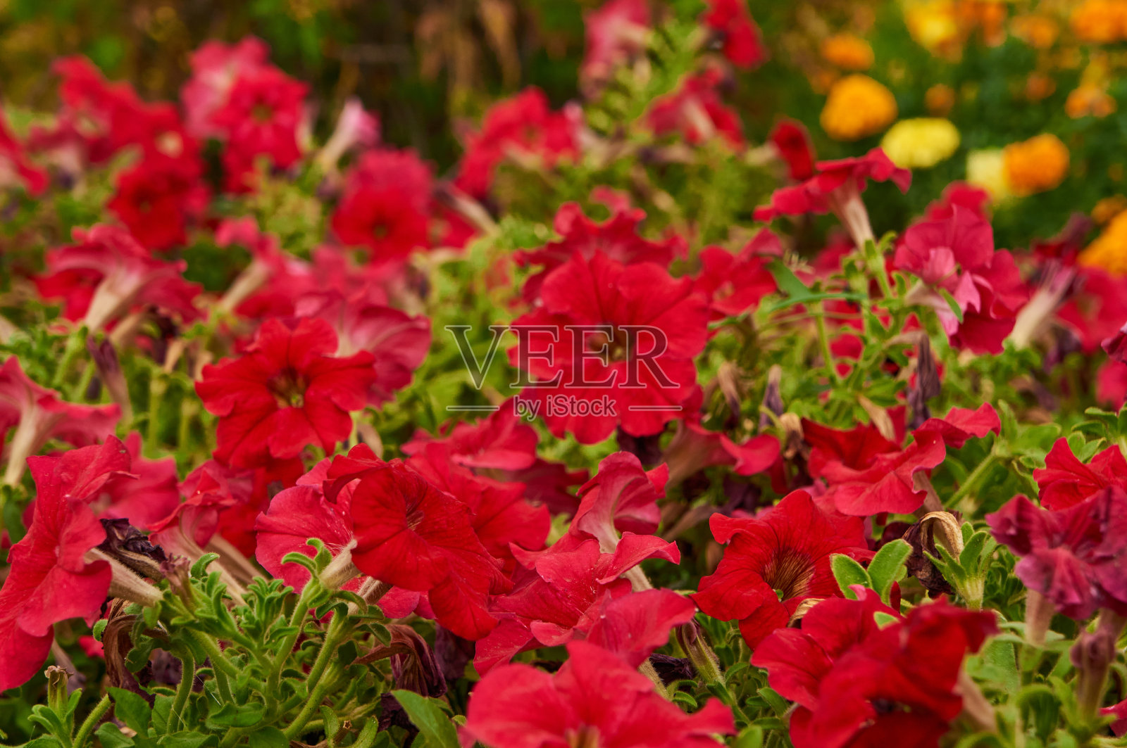 花园里有红色的矮牵牛花照片摄影图片