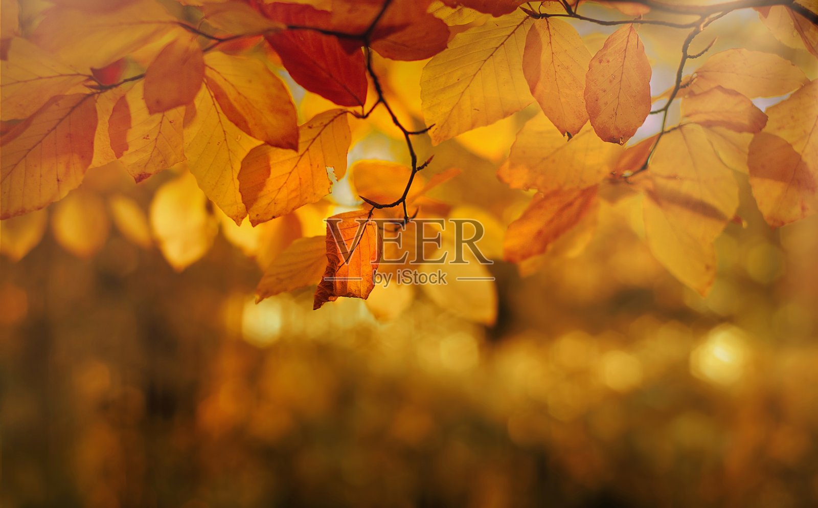 秋天的落叶照片摄影图片