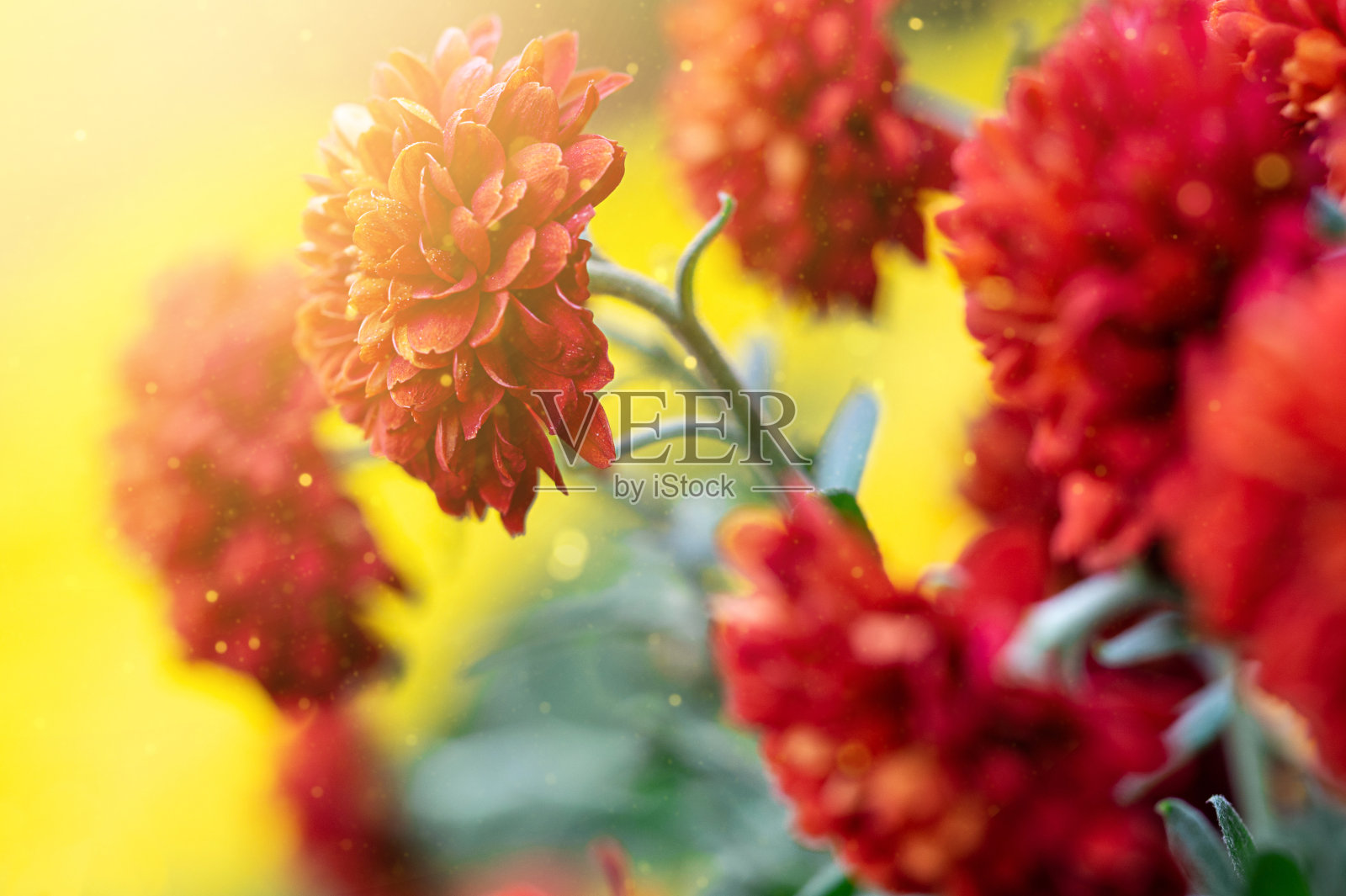 阳光下的红花。照片摄影图片