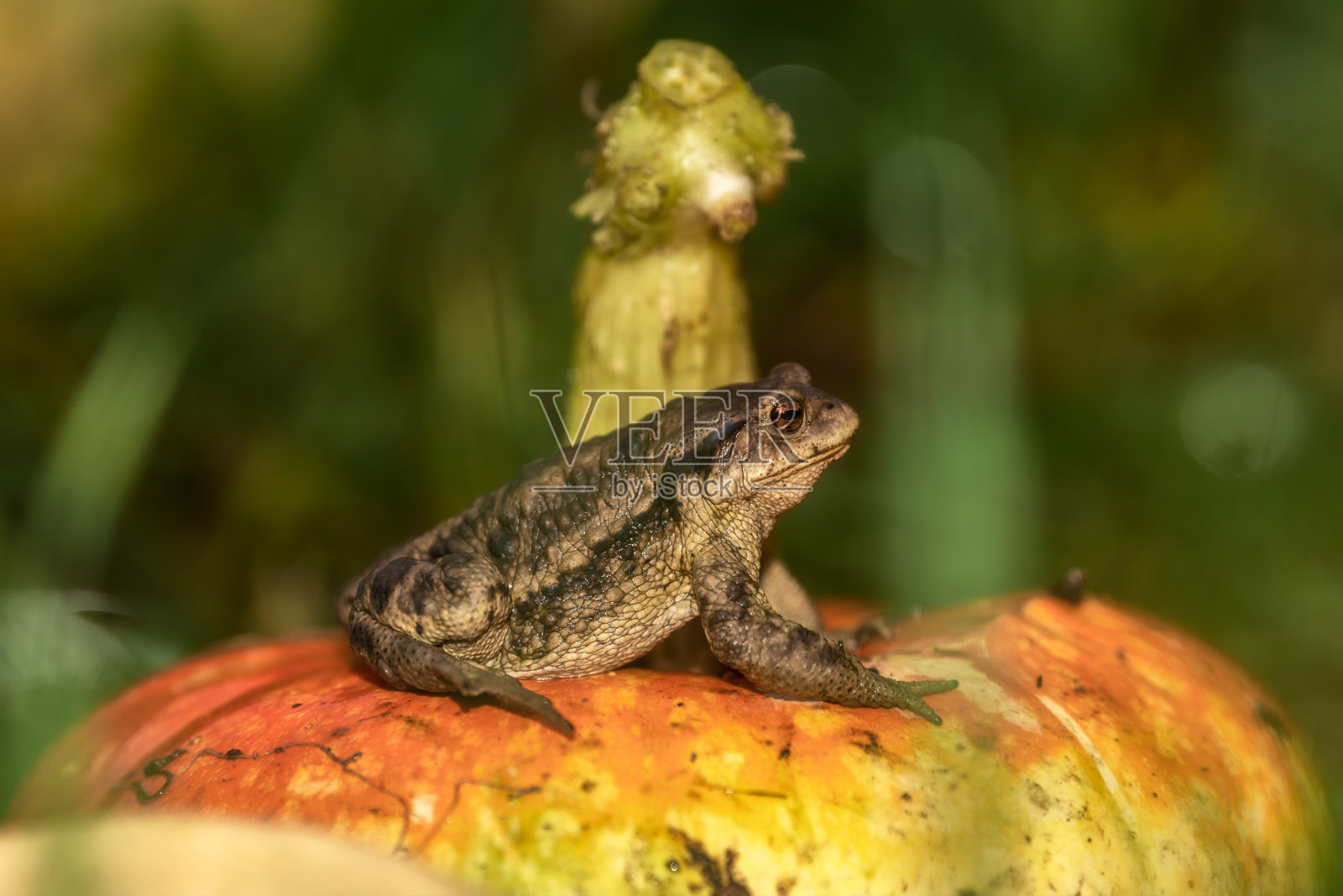一只青蛙坐在南瓜上照片摄影图片