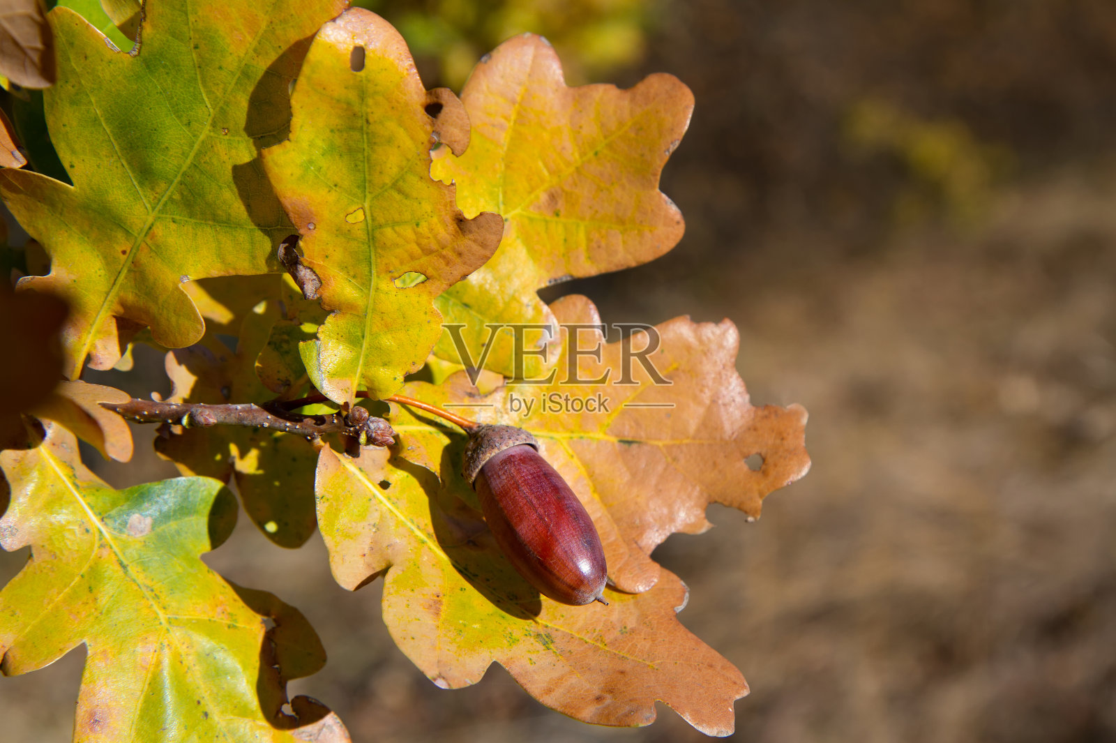 秋天的森林里，橡树的树枝上结着橡子。照片摄影图片