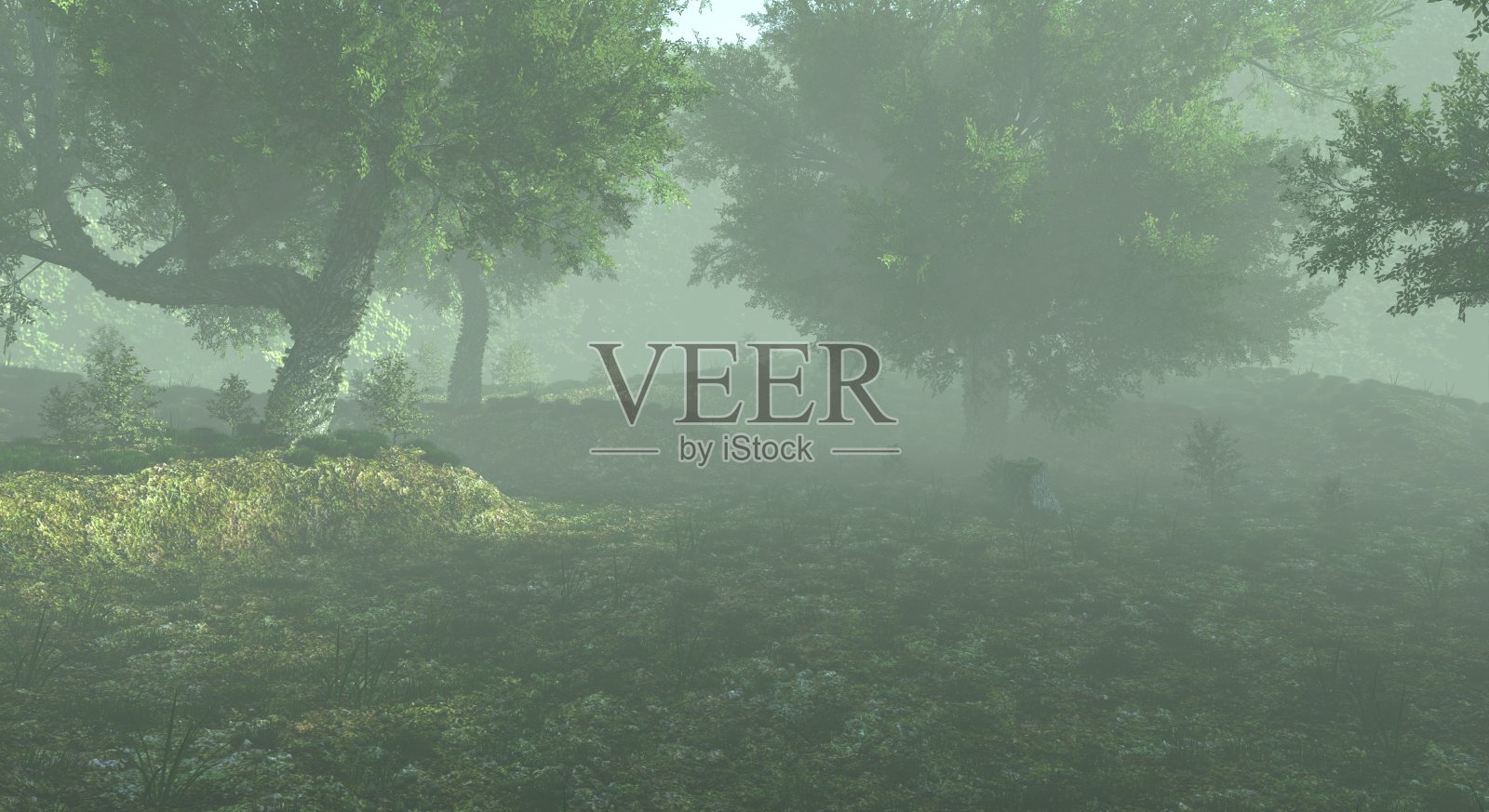 雾蒙蒙的森林雾霾景观3d插图照片摄影图片