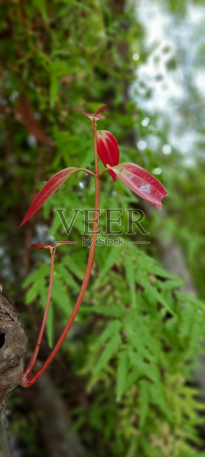 关闭红色叶子照片摄影图片