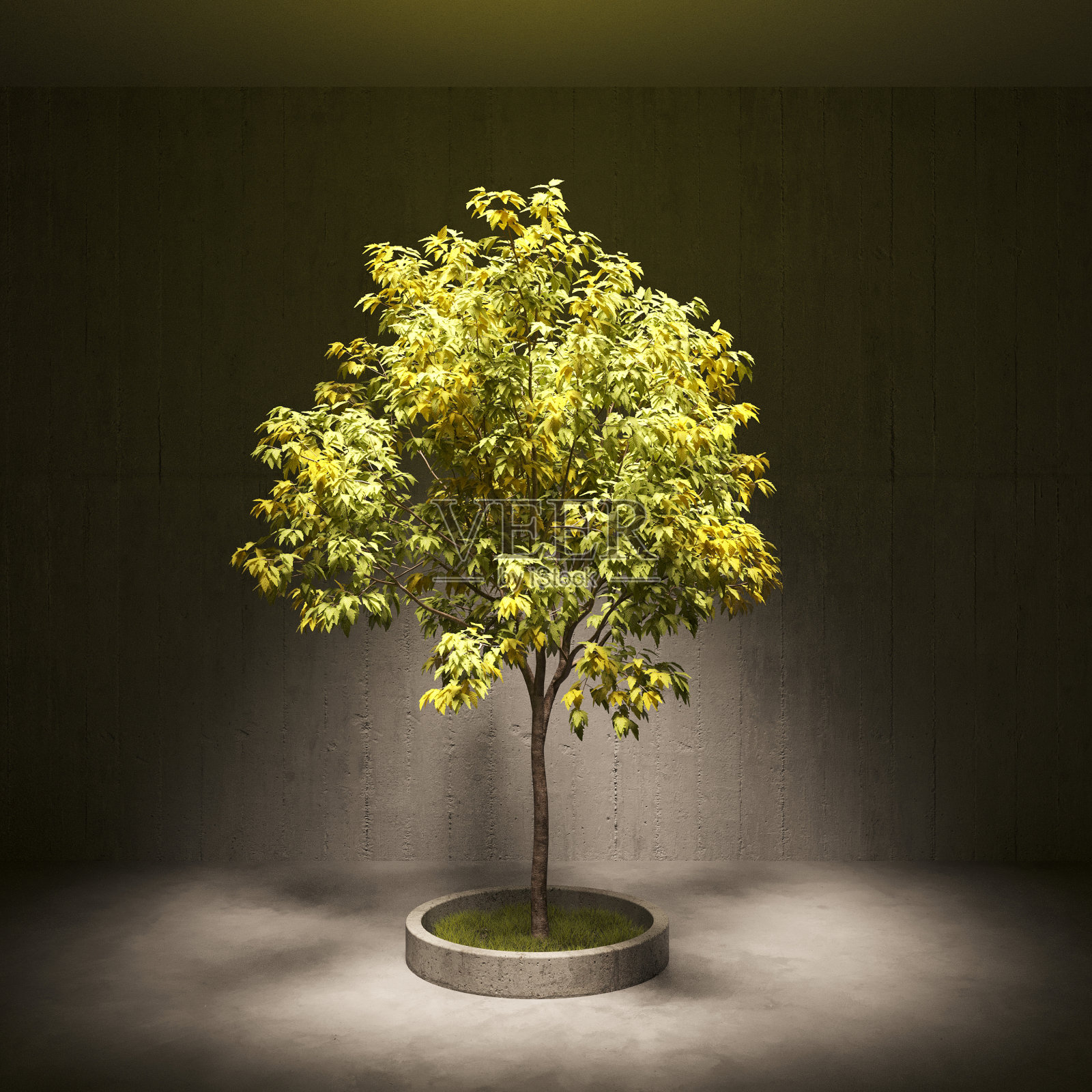 绿色的装饰树生长在水泥罐中，灰色的墙壁背景。3D插图，cg渲染照片摄影图片