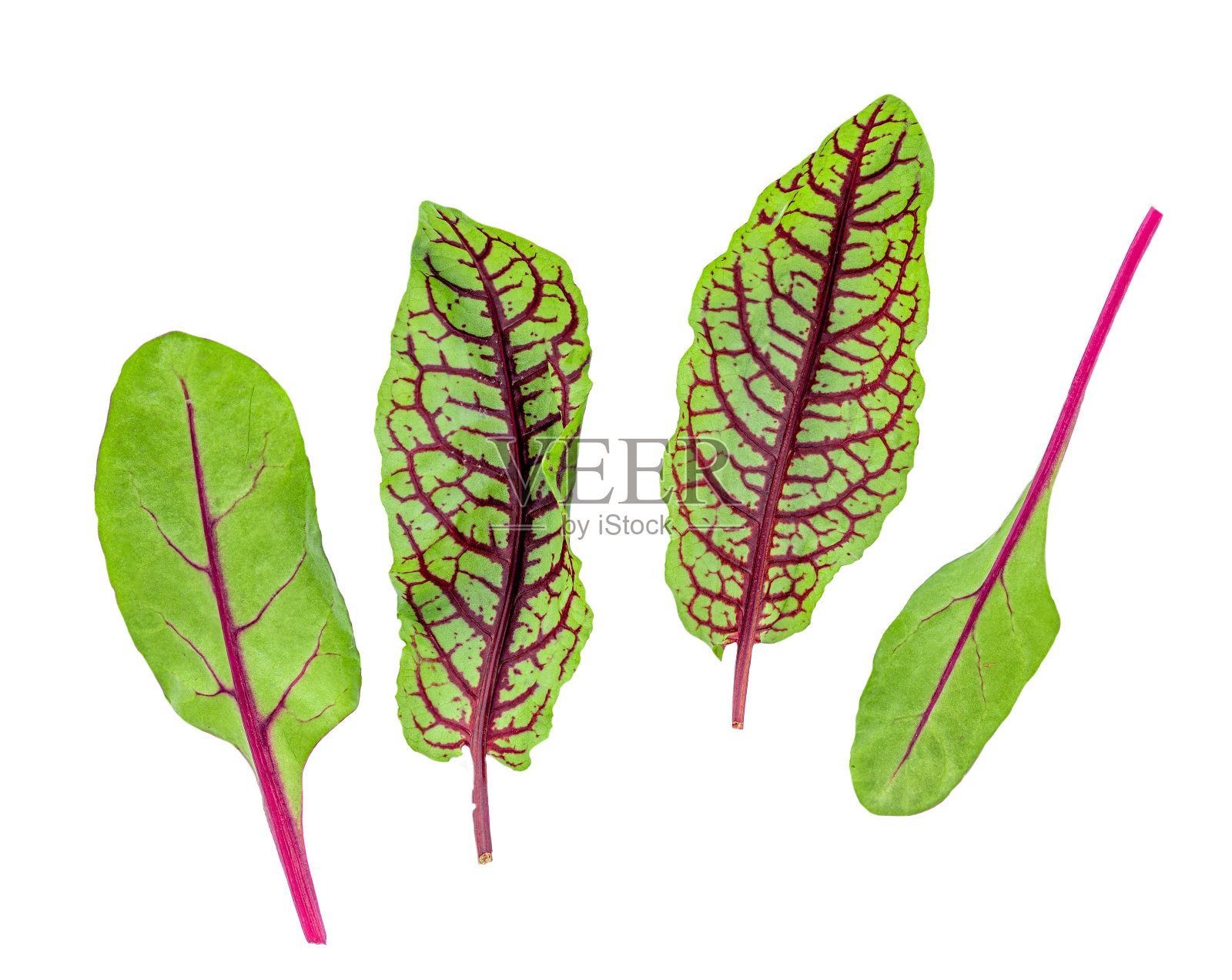 新鲜的沙拉叶子孤立在白色的背景。绿甜菜叶和甜菜根照片摄影图片