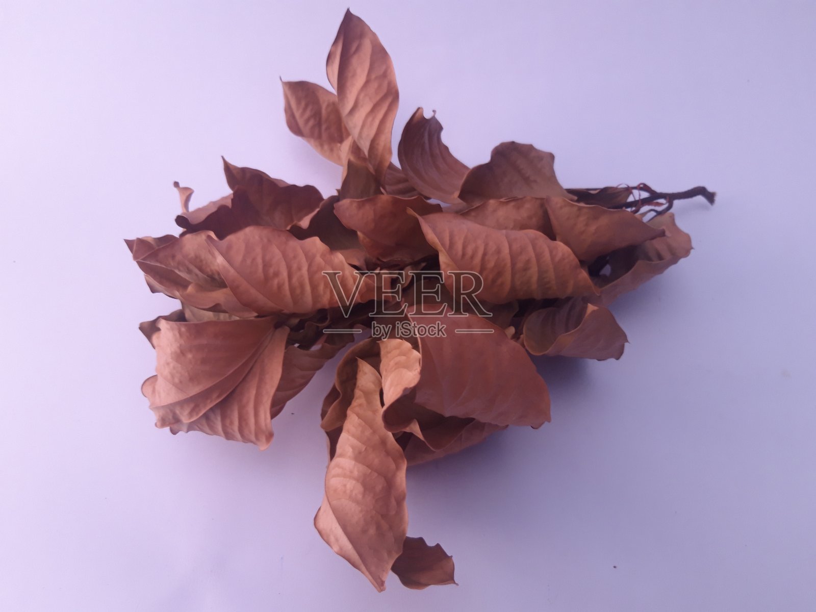 干叶孤立白色背景照片摄影图片