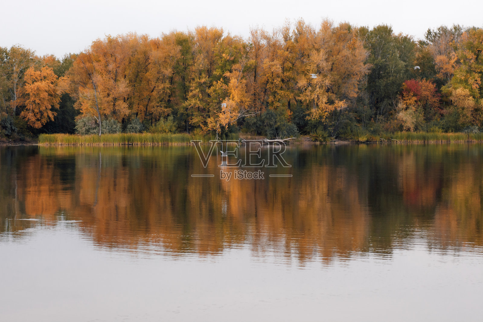 树木在清澈水中的倒影。明亮的树叶和秋天的森林在欧洲的某个地方安静的河岸边，对抗白色的天空照片摄影图片