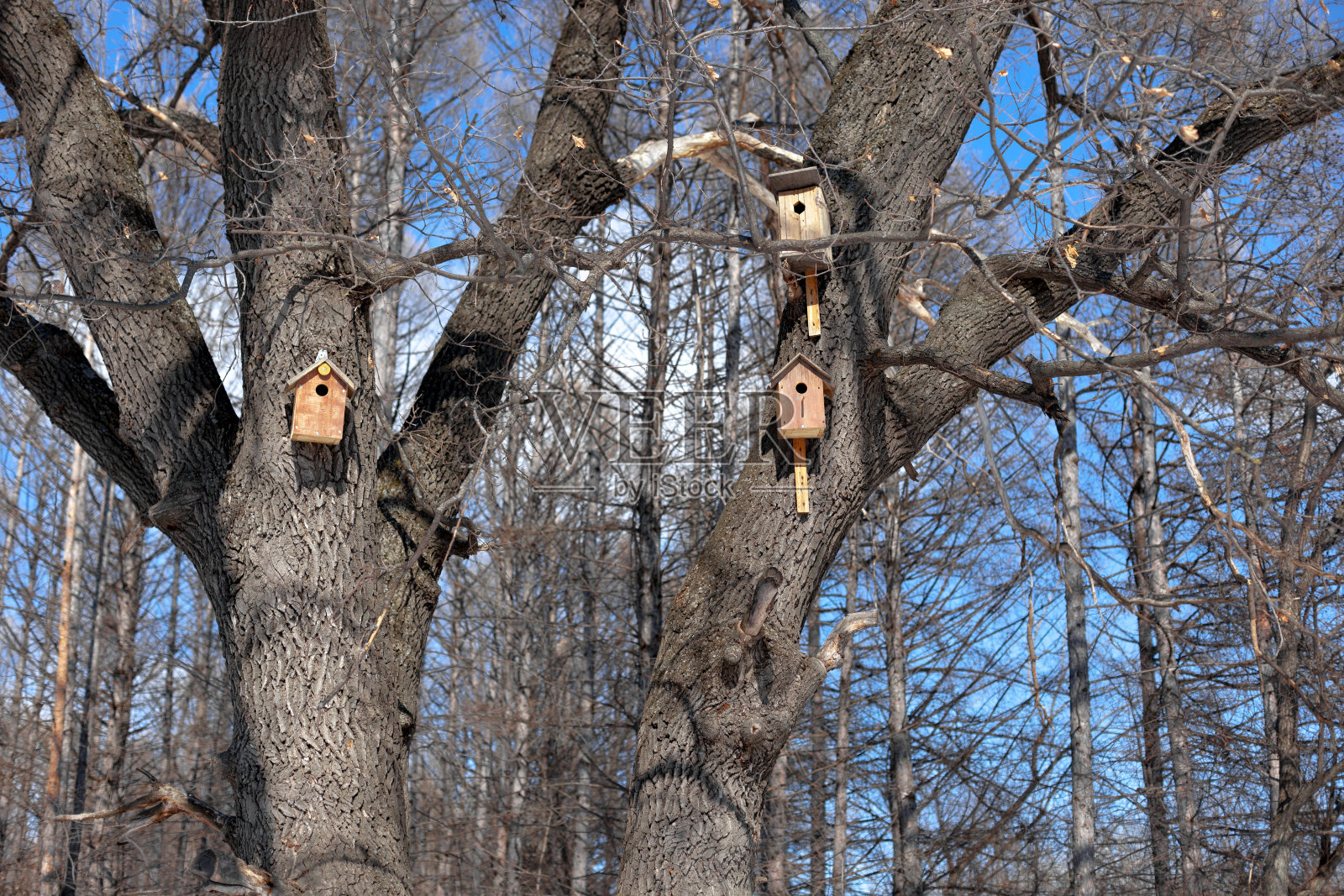 小的鸟屋。在冬天的森林里，木鸟窝挂在树上，树上没有叶子照片摄影图片