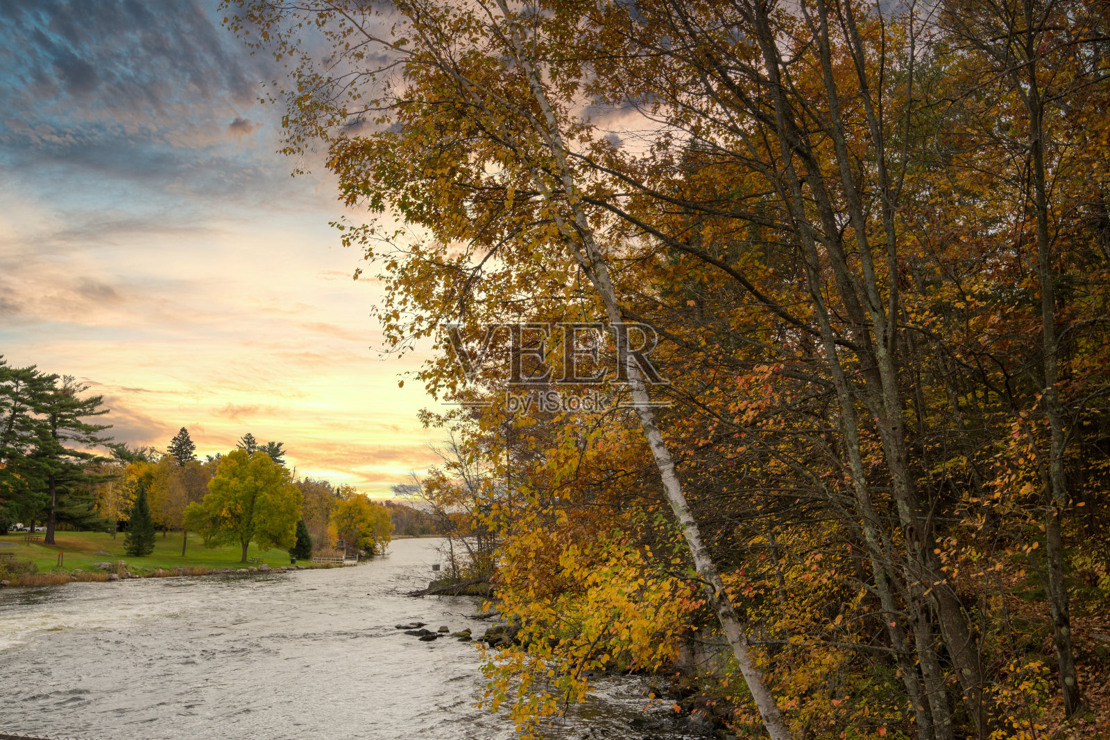 10月密西西比河沿岸的桦树照片摄影图片