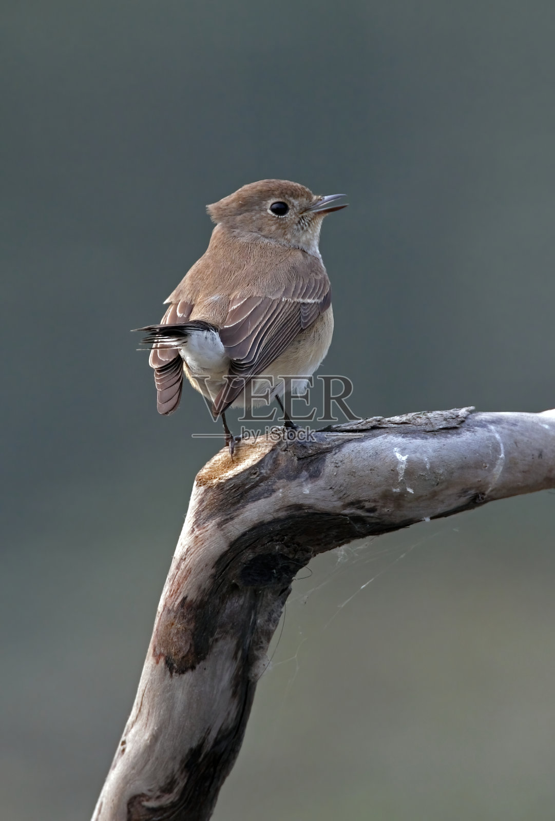 红喉捕蝇草照片摄影图片