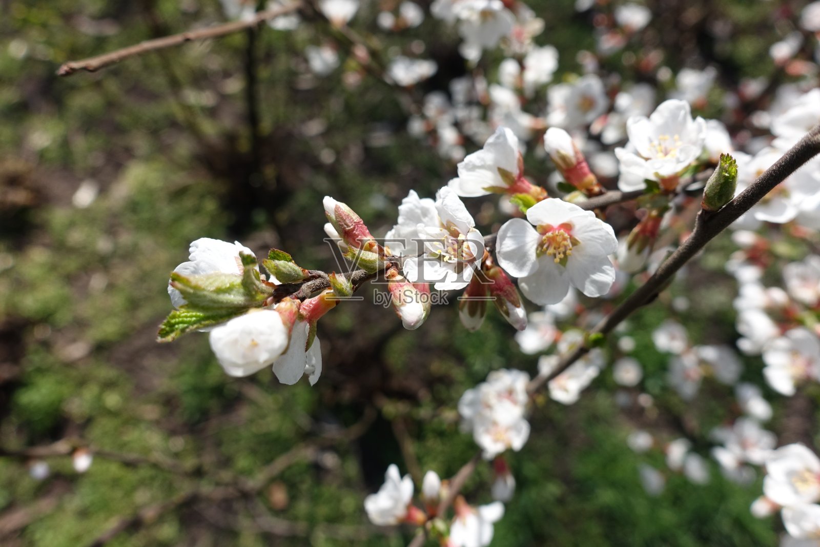 三月开放的毛桃枝条近景照片摄影图片