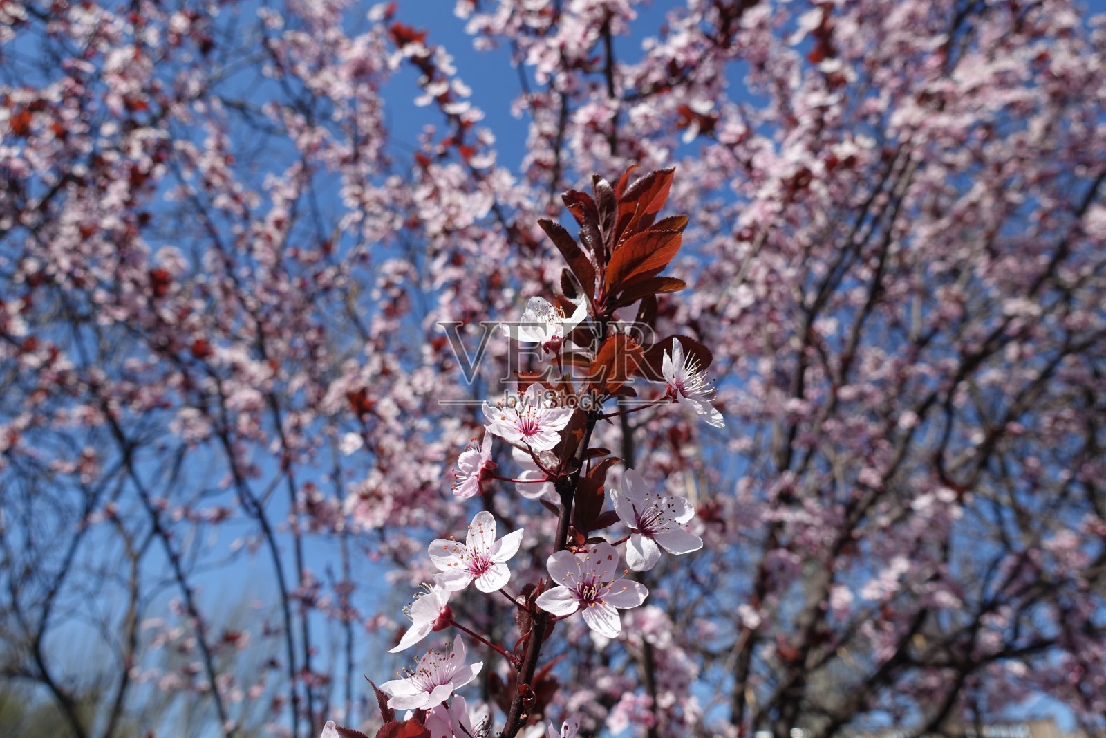 开花的紫叶毕沙李4月直立枝照片摄影图片