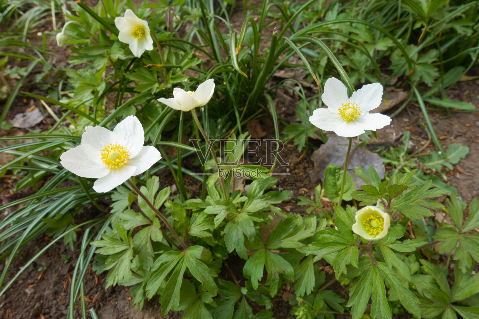 四月的几朵白花照片摄影图片